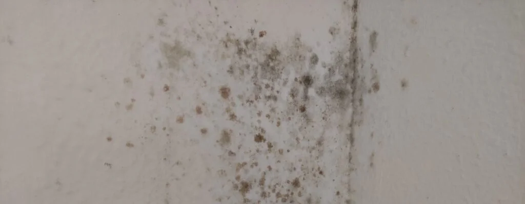 Pared con moho negro por condensación en unapared de un piso en Granada
